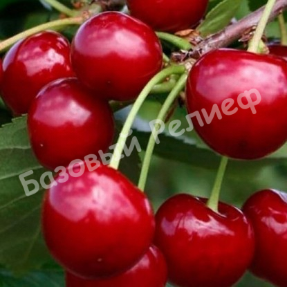 Вишня Десертная волжская