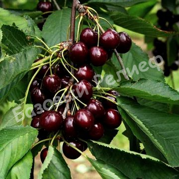 Вишня Лотовая