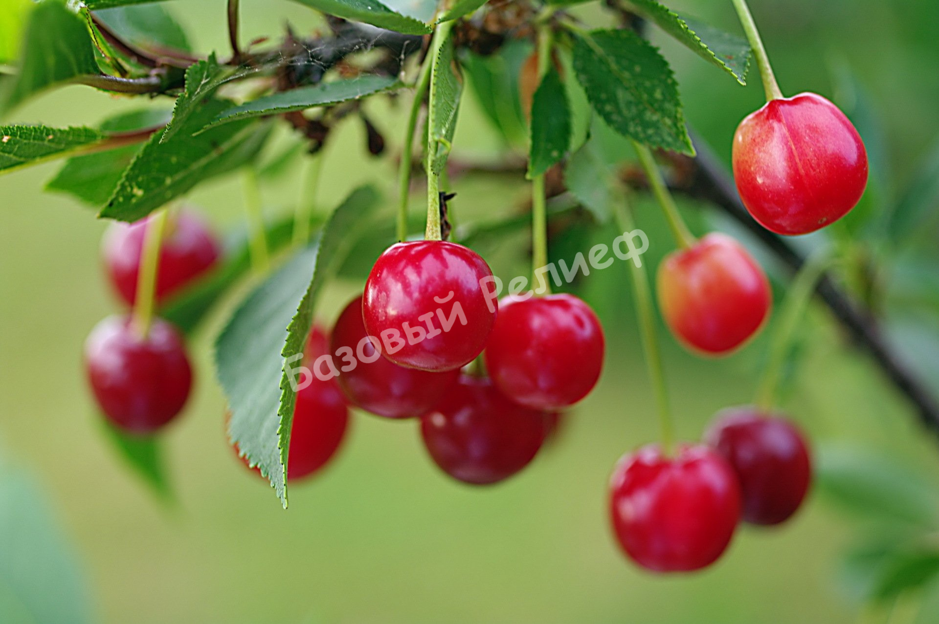 Вишня Эстафета