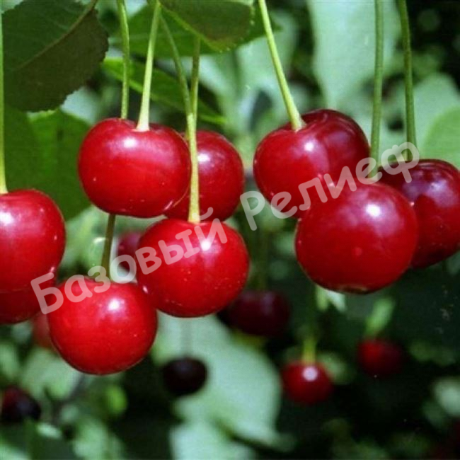 Вишня Окский рубин