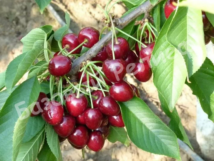 Вишня Кизиловая