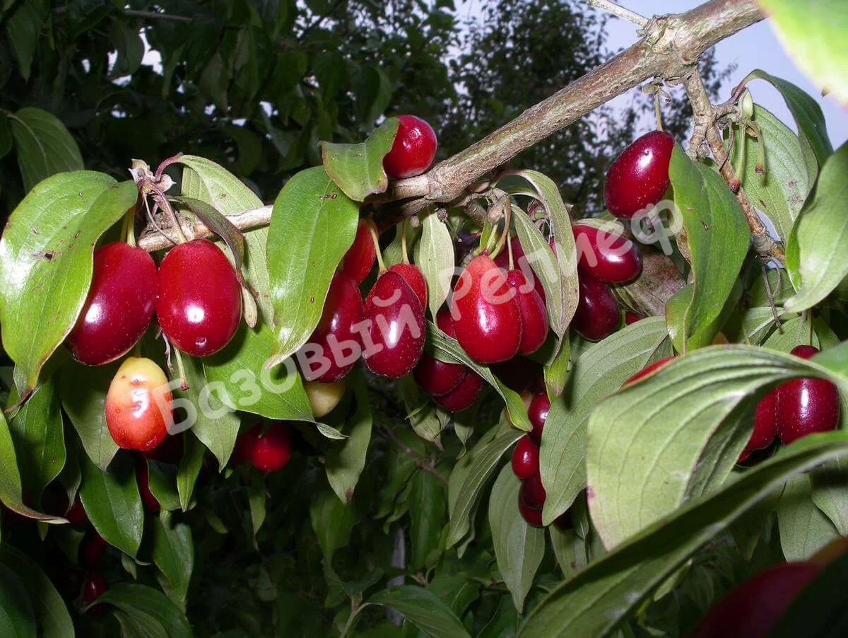 Вишня Кизиловая