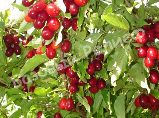 Вишня Кизиловая