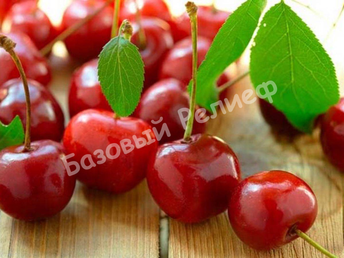 Вишня Алексеевка