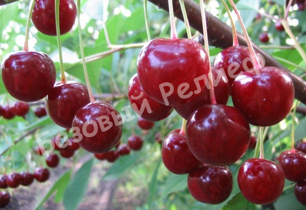 Вишня Аляевская