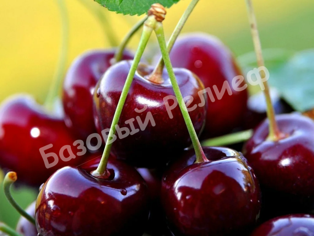 Вишня Люсиновская
