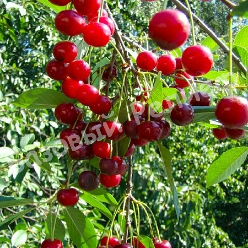 Вишня Обильная