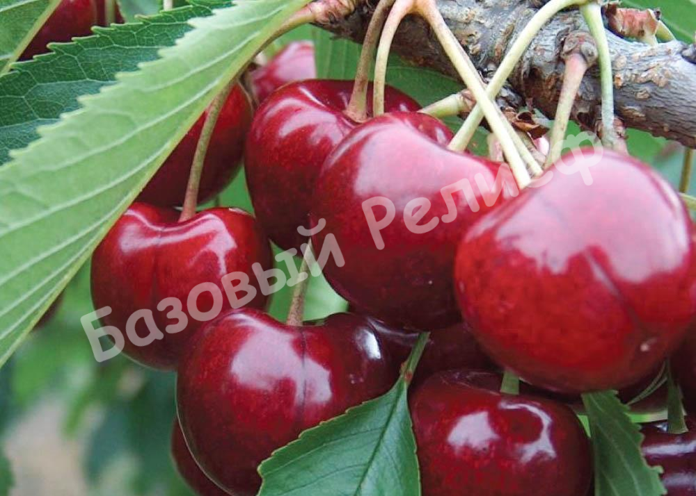 Вишня Гриот мичуринский