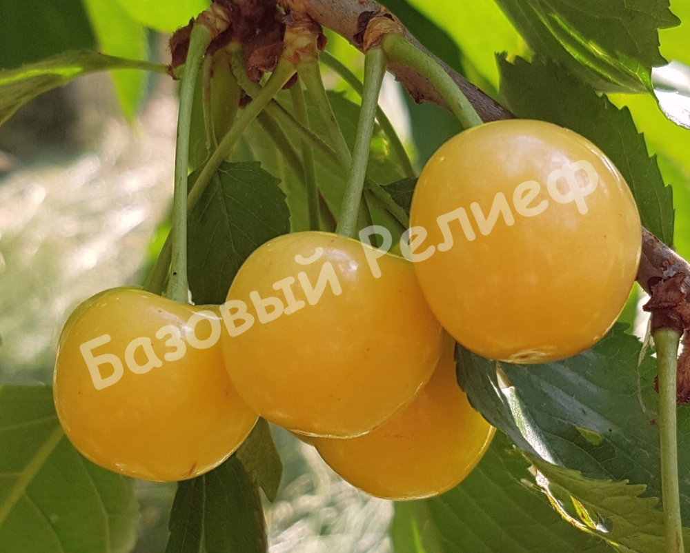 Вишня Ранний десерт