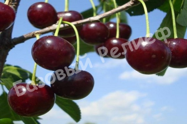 Вишня Банкетная