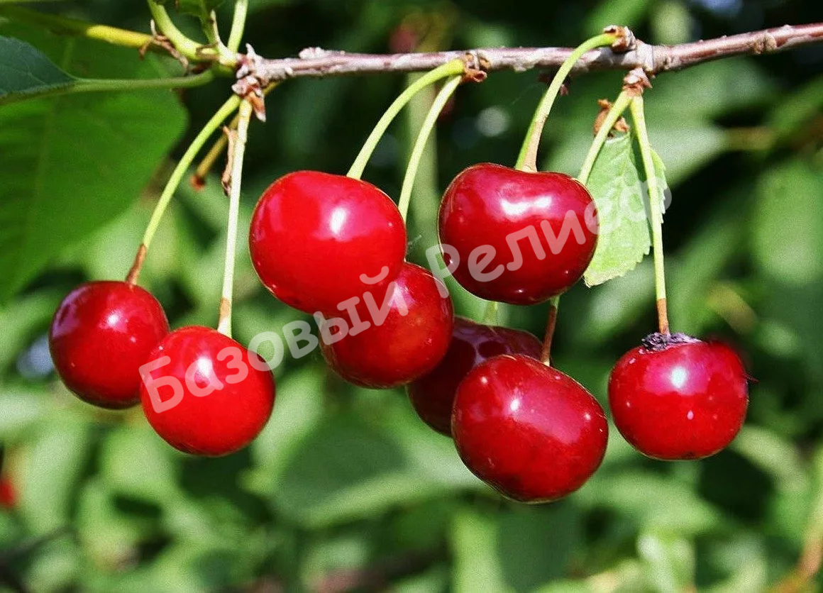 Вишня Лидия