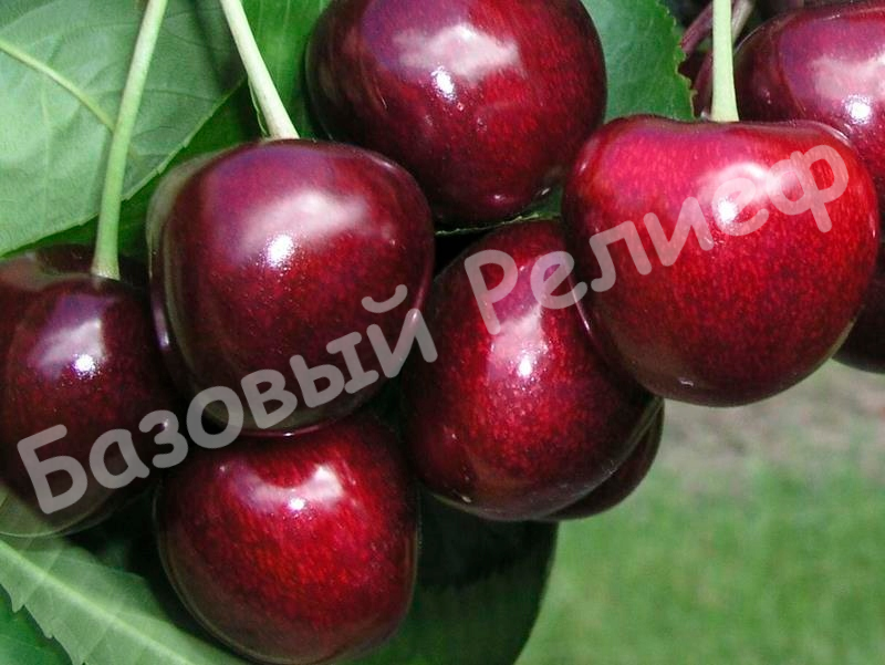 Вишня Лидия