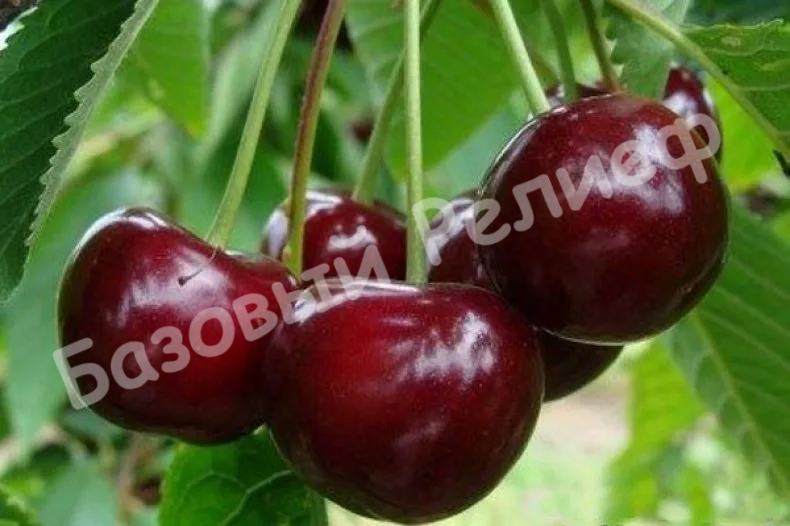 Вишня Финаевская