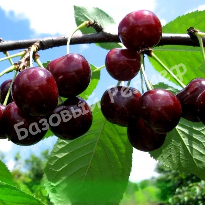 Вишня Финаевская