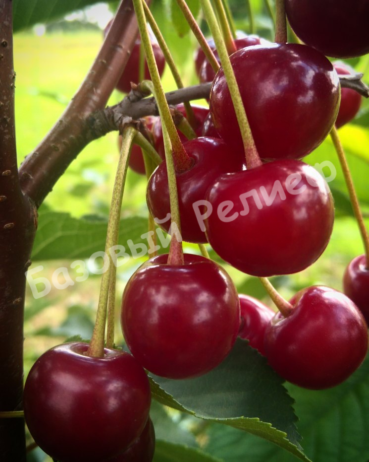 Вишня Рандеву