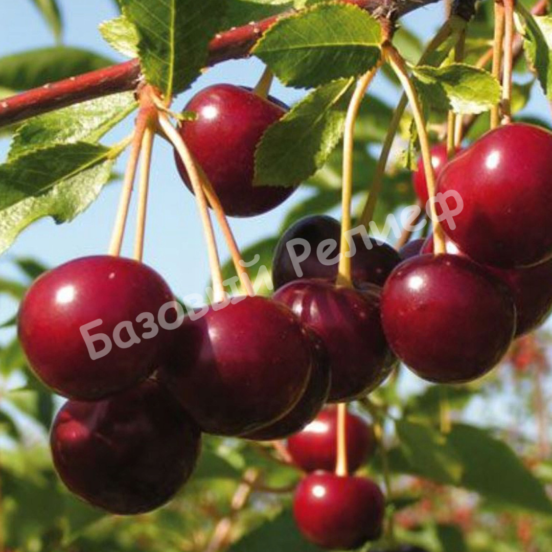 Вишня Дубовская крупноплодная