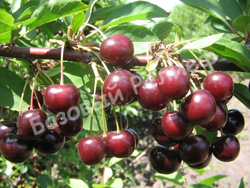 Вишня Орлея