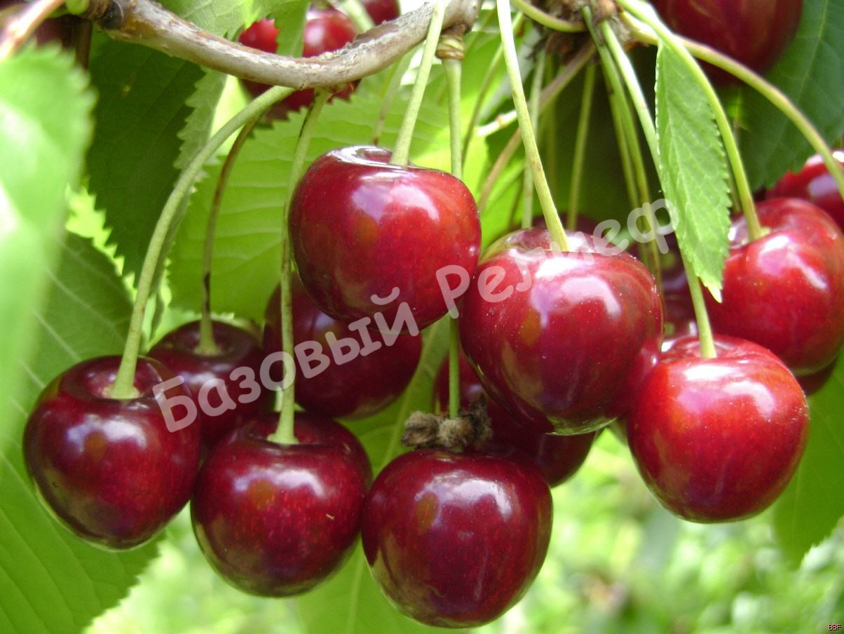 Вишня Избранница