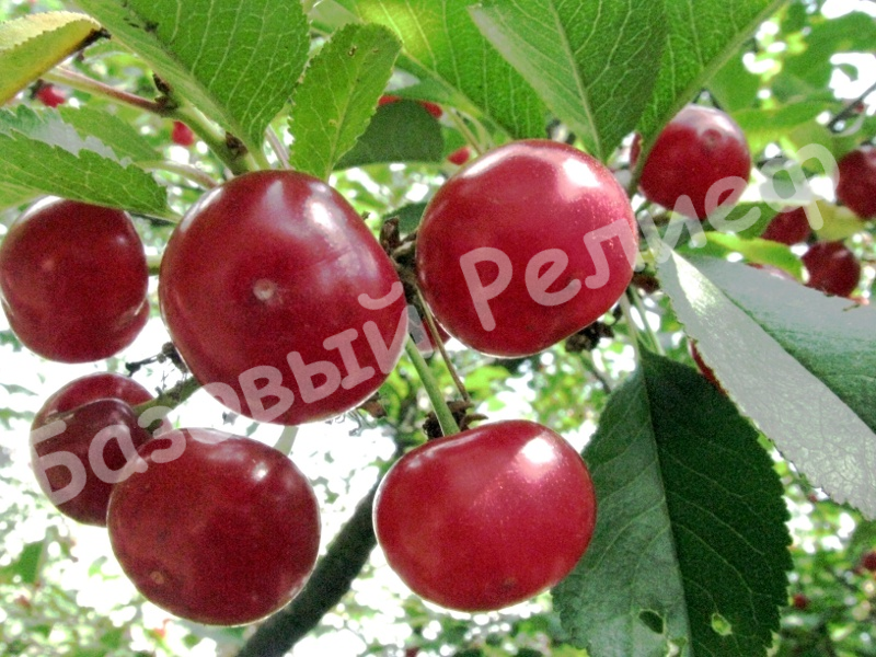 Вишня Шпанка донецкая