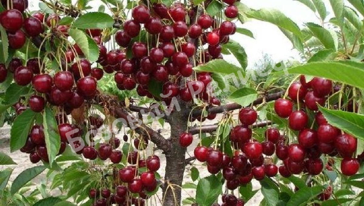 Вишня Песковацкая