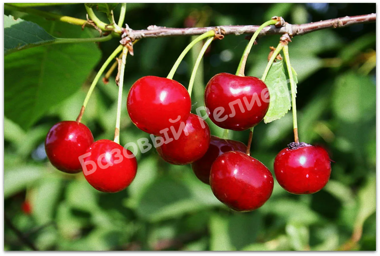 Вишня Касмалинка