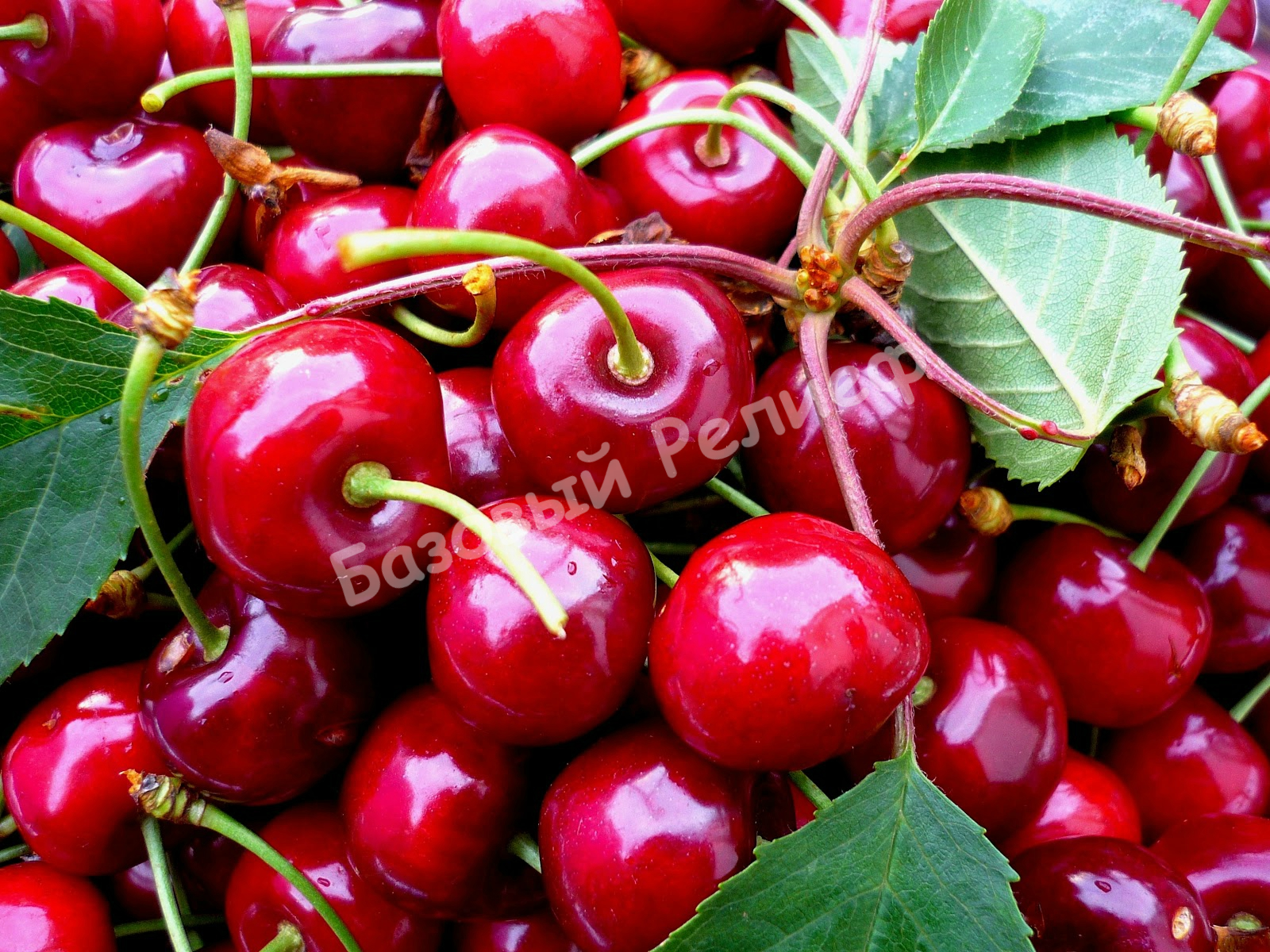 Вишня Белле