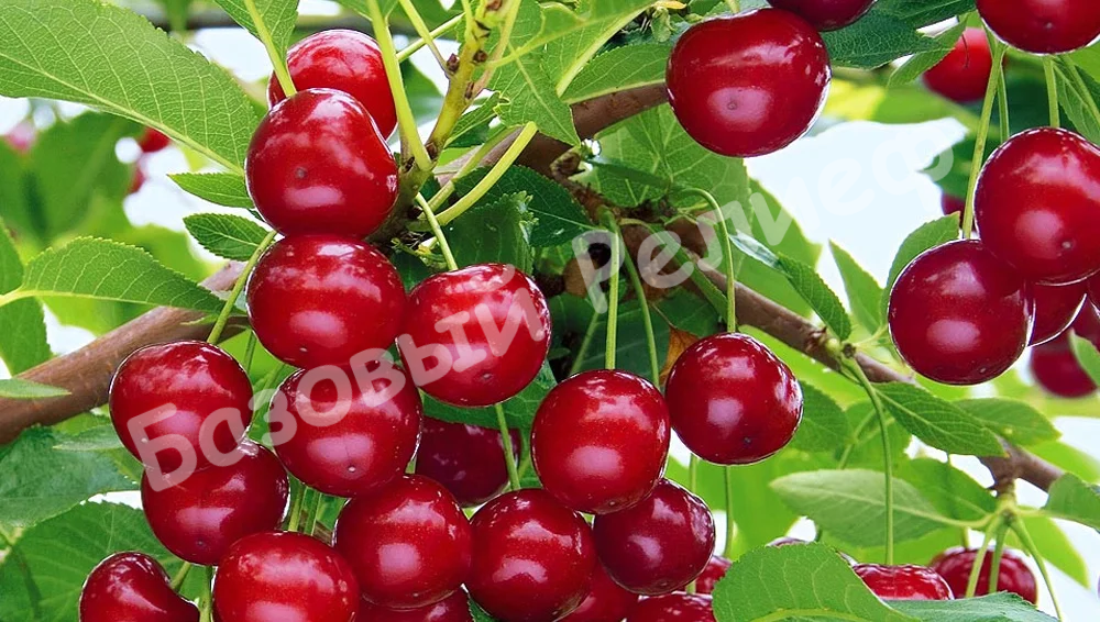 Вишня Нарядная