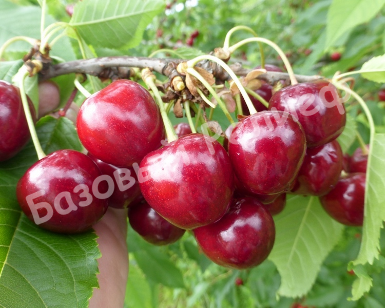 Вишня Искра-4