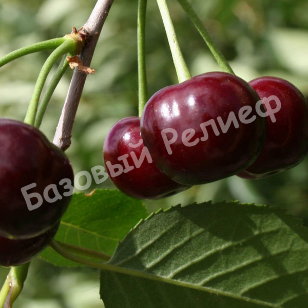 Вишня Надежная