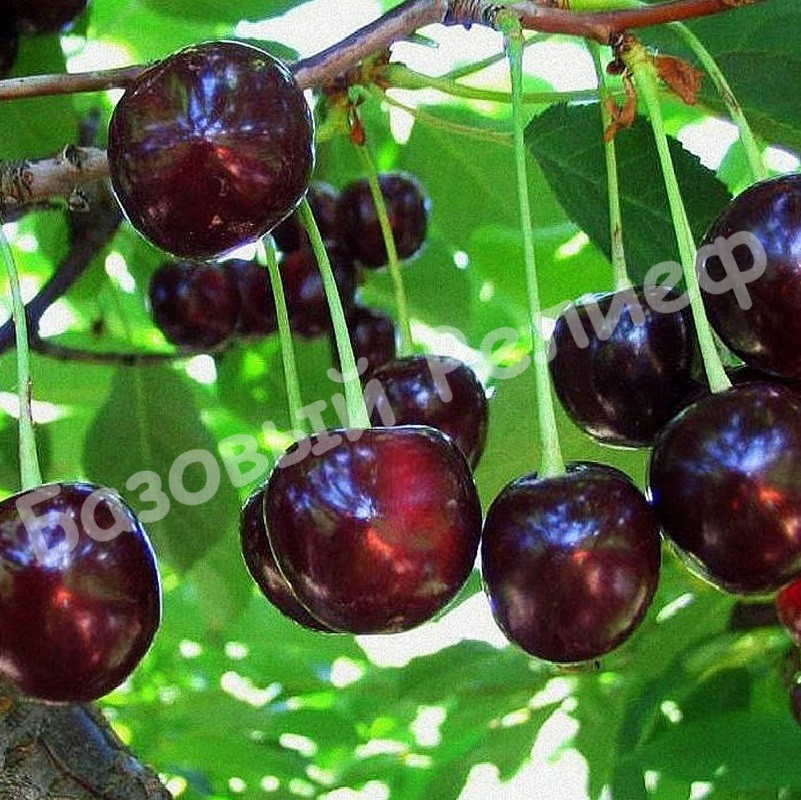 Вишня Темноокрашенная