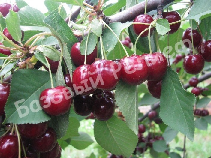 Вишня Деметра