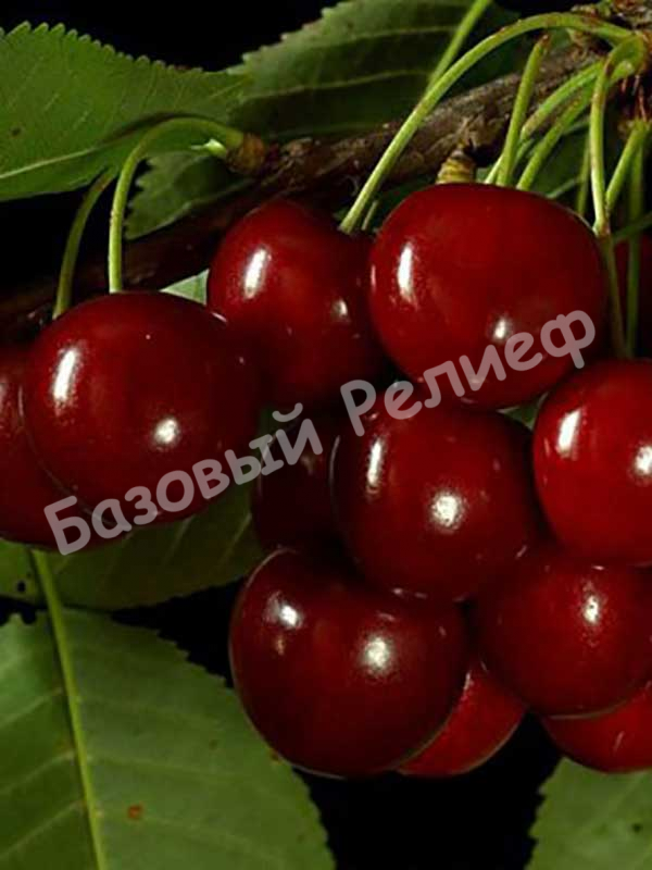 Вишня Гриот Ласкавого