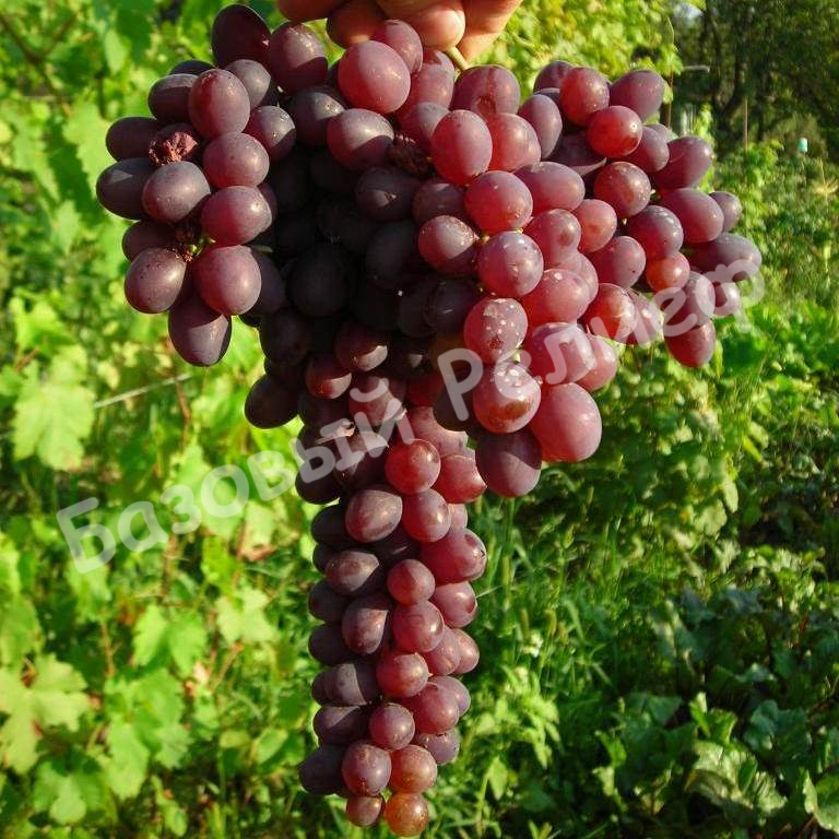 Виноград Запорожский