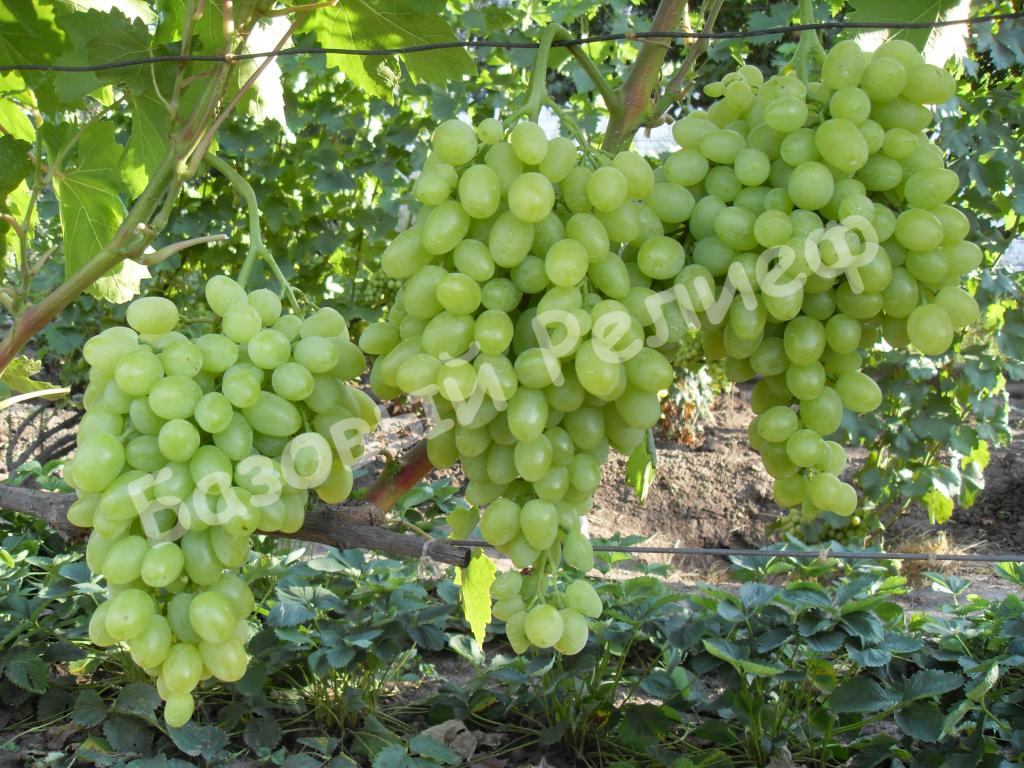 Виноград Зарница