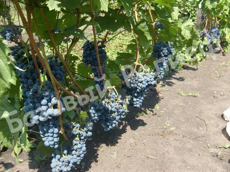 Виноград Каберне Кортис