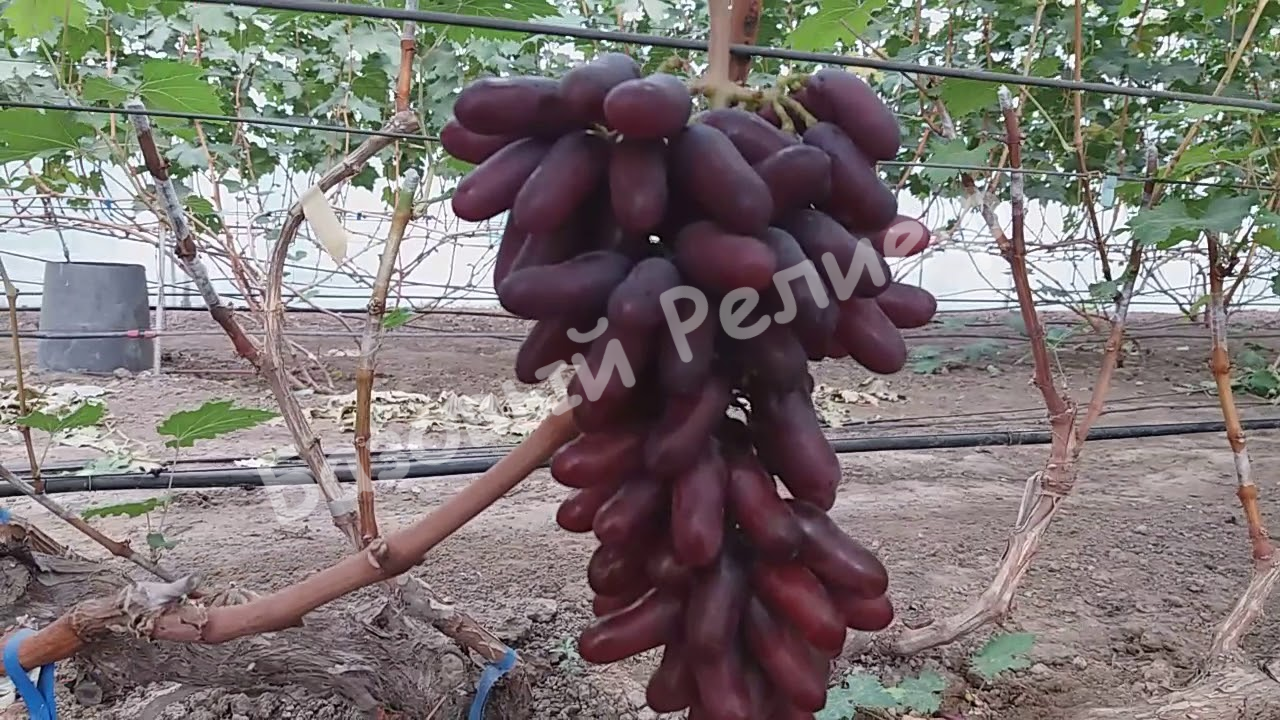 Виноград Карнавал