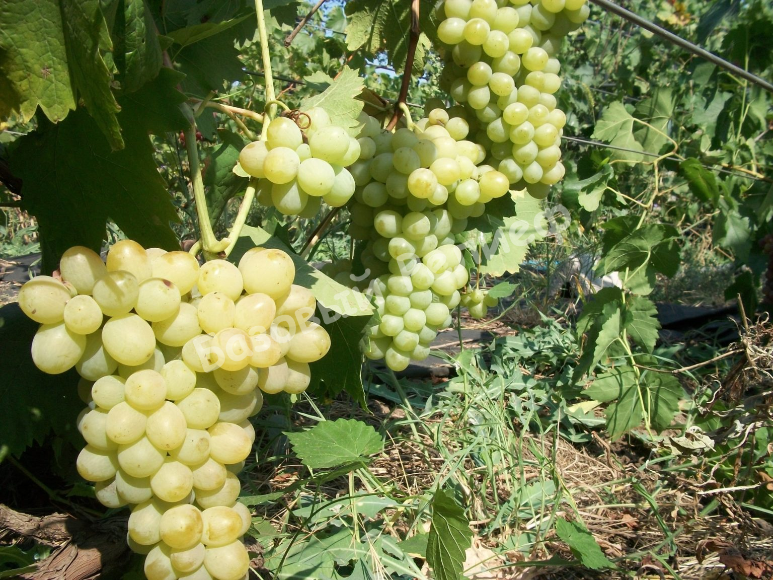 Виноград Кишмиш Цитронный
