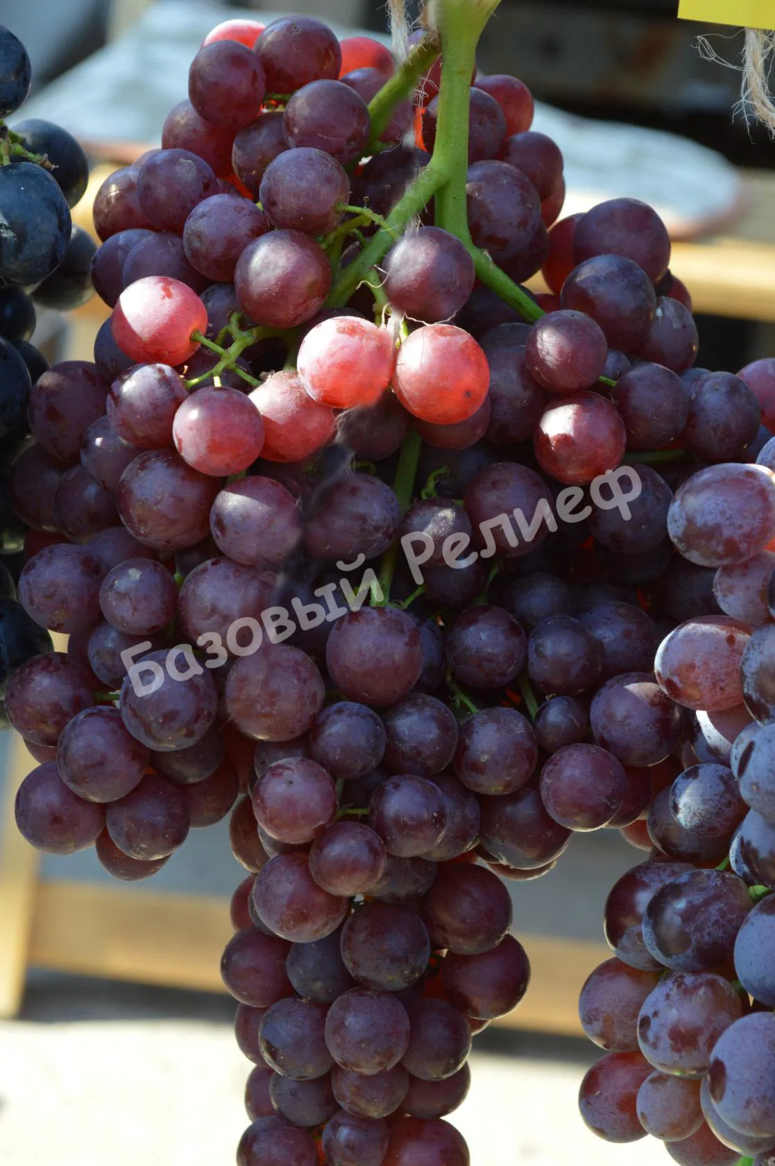 Виноград Красное Пламя