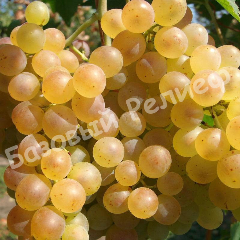 Виноград Кристалл