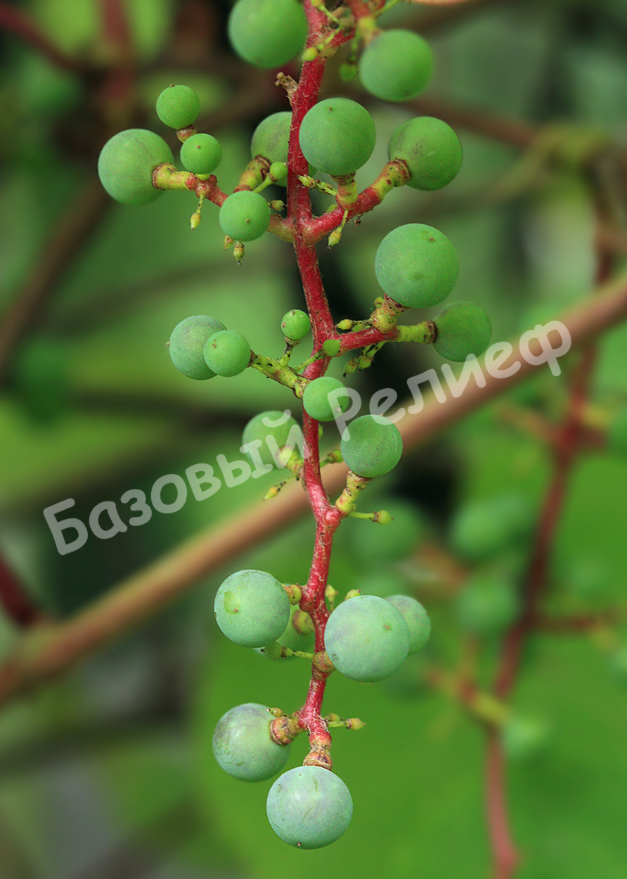 Виноград Куанье