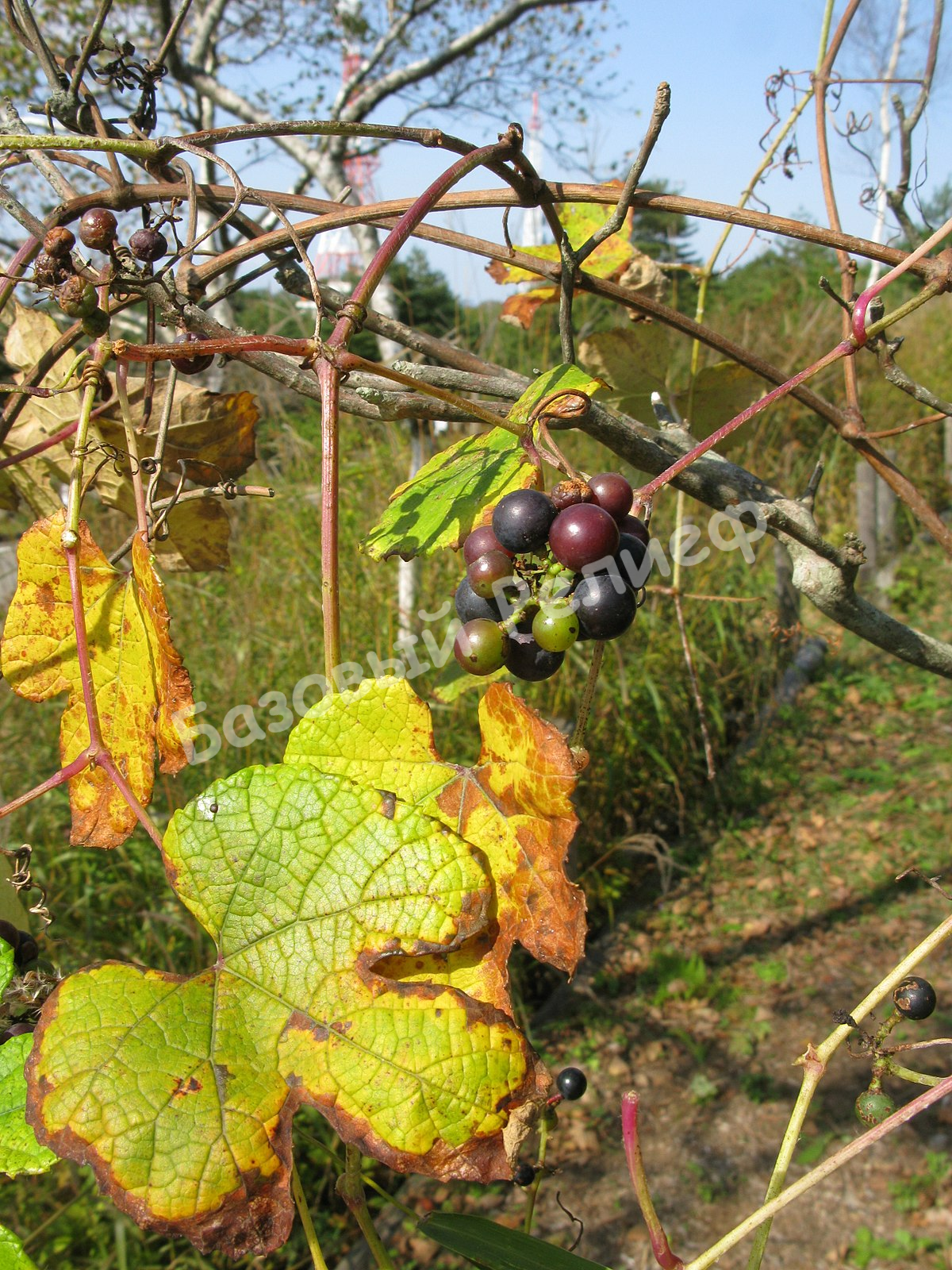 Виноград Куанье