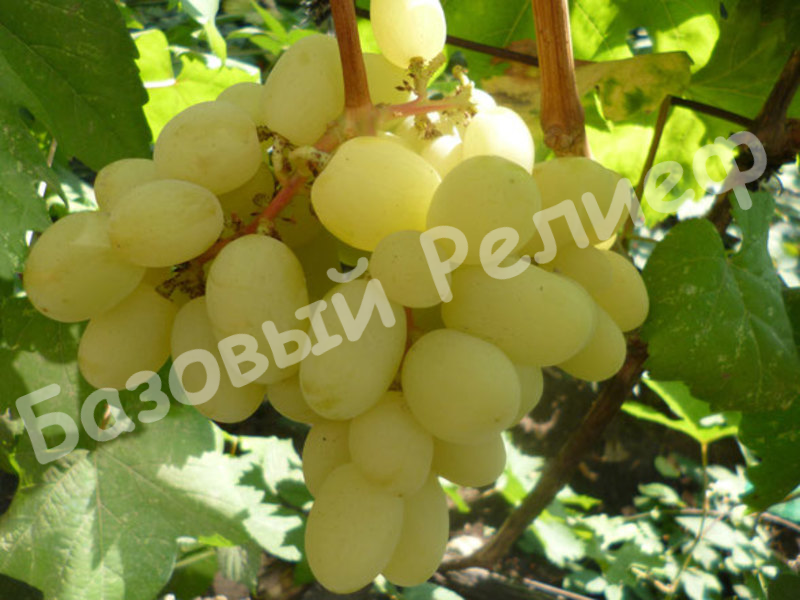 Виноград Ландыш