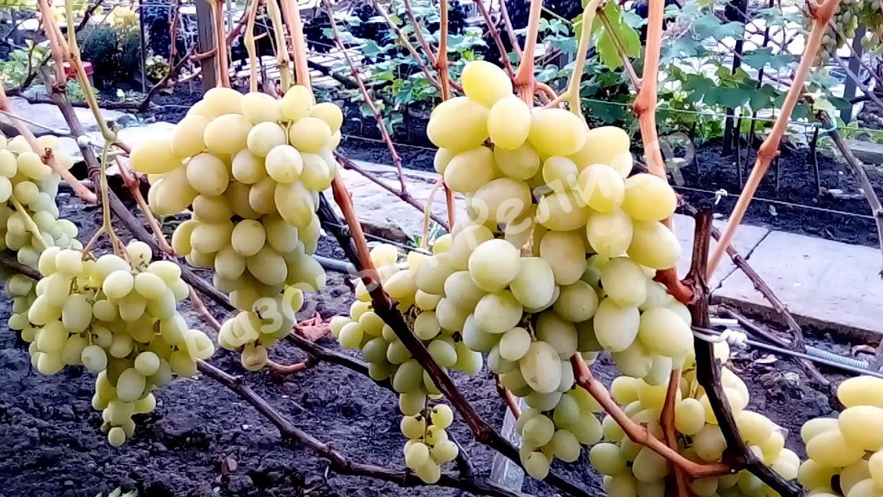 Виноград Ландыш