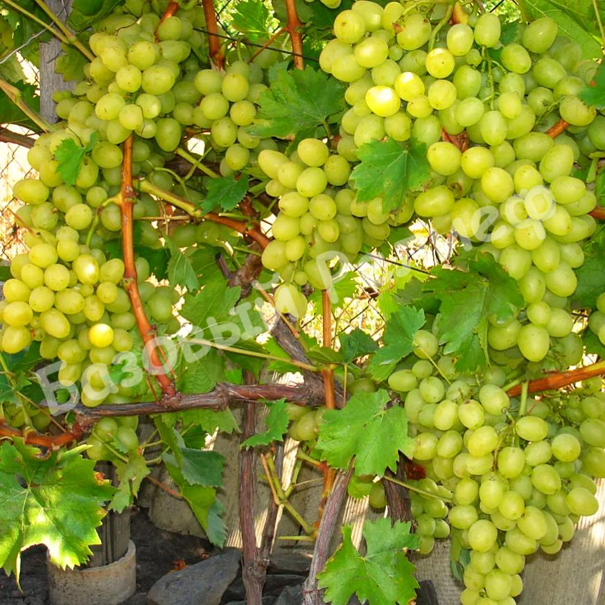 Виноград Ланселот