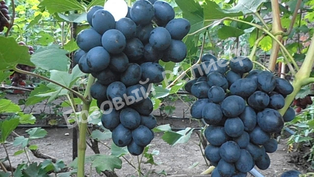 Виноград Ласточка