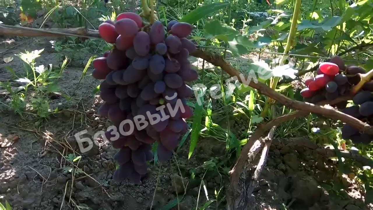 Виноград Малиновая Заря