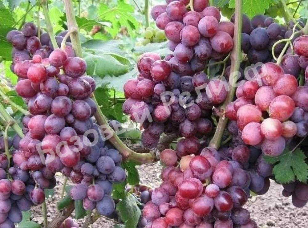 Виноград Малиновая Заря