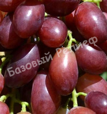 Виноград Малиновый звон