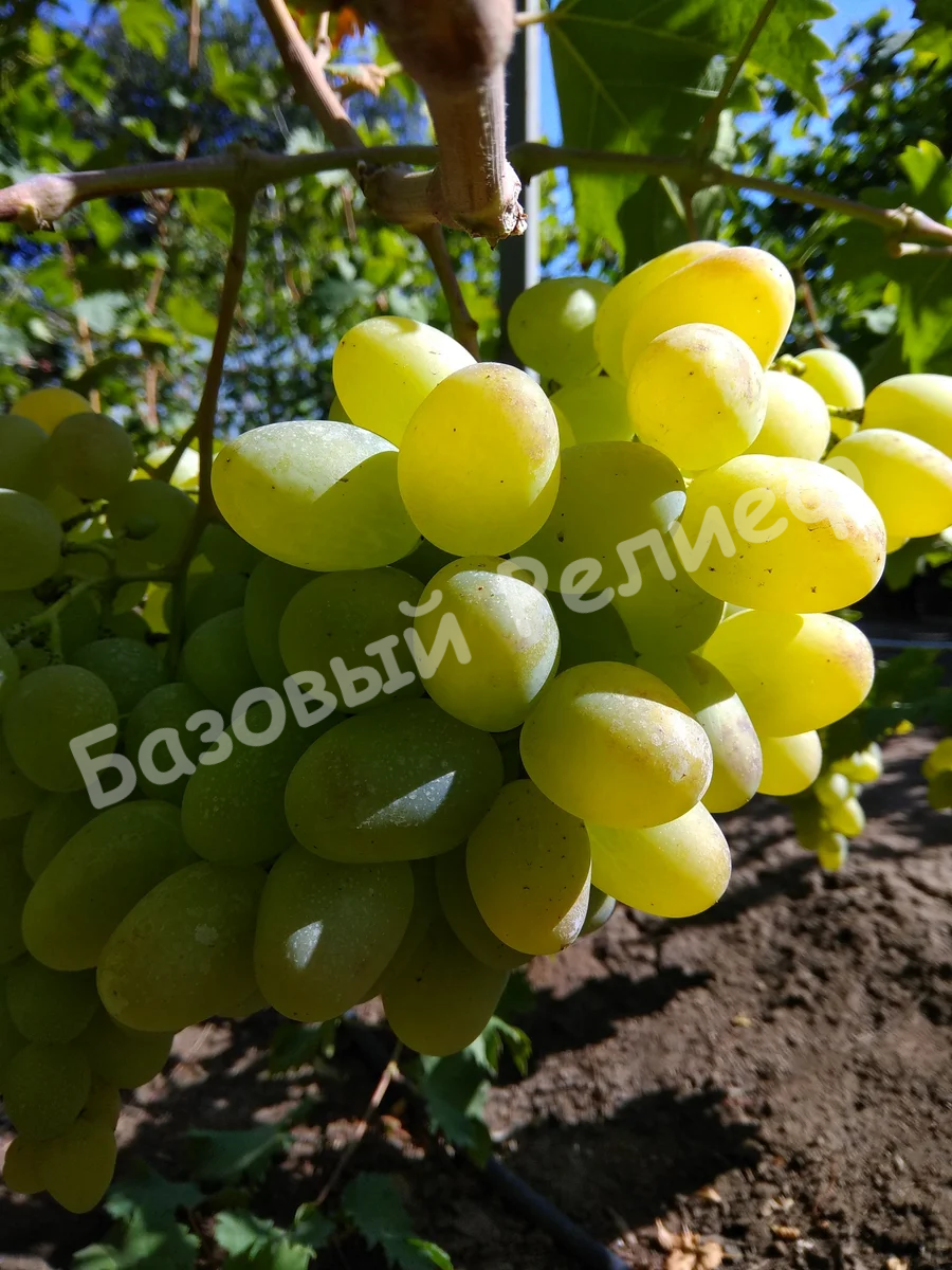 Виноград Монарх