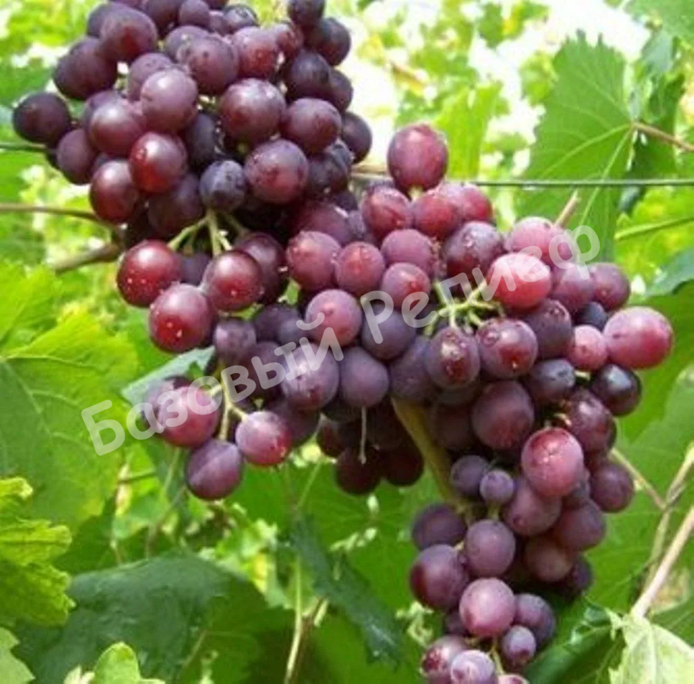 Виноград Мускат Новошахтинский